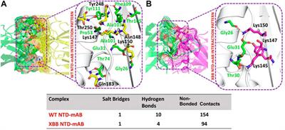 The XBB.1.5 slightly increase the binding affinity for host receptor ACE2 and exhibit strongest immune escaping features: molecular modeling and free energy calculation